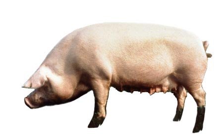 Брейтовская порода свиней